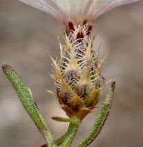 Centaurea diffusa