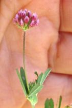 Trifolium bifidum
