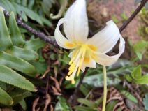 Erythronium oregonum