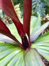 Trillium angustipetalum