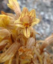 Aphyllon californicum ssp. jepsonii