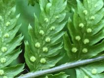 Dryopteris expansa