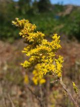 Solidago velutina ssp. californica