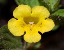 Mimulus moschatus