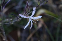Chlorogalum grandiflorum