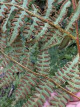 Pteridium aquilinum var. pubescens