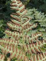 Pteridium aquilinum var. pubescens
