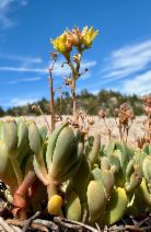Sedum obtusatum ssp. obtusatum