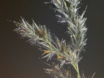 Calamagrostis stricta ssp. inexpansa