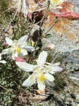 Aquilegia pubescens
