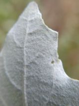 Populus alba