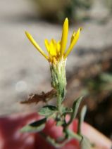 Heterotheca villosa