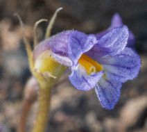 Aphyllon purpureum