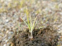 Isoetes howellii