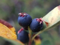 Amelanchier utahensis