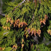 Calocedrus decurrens