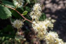 Holodiscus discolor