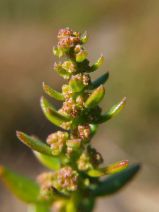 Oxybasis macrosperma