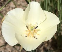 Eschscholzia californica