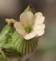 Silene multinervia