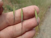 Avena barbata