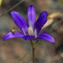 Brodiaea elegans
