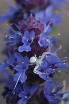 Salvia dorrii