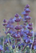 Salvia dorrii