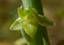 Piperia michaelii