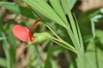 Lathyrus sphaericus