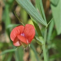 Lathyrus sphaericus