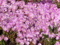 Drosanthemum floribundum