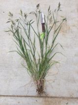Bromus catharticus var. catharticus