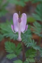 Dicentra pauciflora