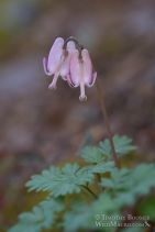 Dicentra pauciflora