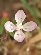 Clarkia similis