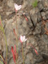 Clarkia similis
