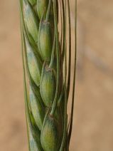 Hordeum vulgare