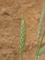 Hordeum vulgare
