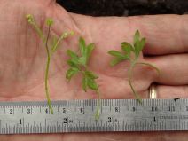 Ranunculus hebecarpus