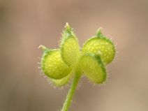 Ranunculus hebecarpus