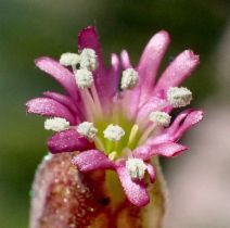 Silene grayi