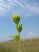 Pyrrocoma racemosa var. racemosa