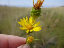 Pyrrocoma racemosa var. racemosa