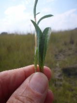 Pyrrocoma racemosa var. racemosa
