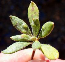 Eriogonum congdonii