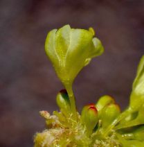 Eriogonum umbellatum var. humistratum