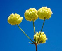 Eriogonum umbellatum var. humistratum
