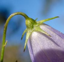 Campanula rotundifolia