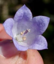 Campanula rotundifolia